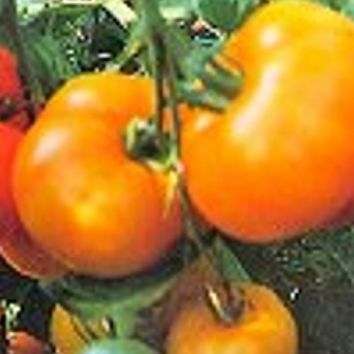 Tomato 'Jubilee'