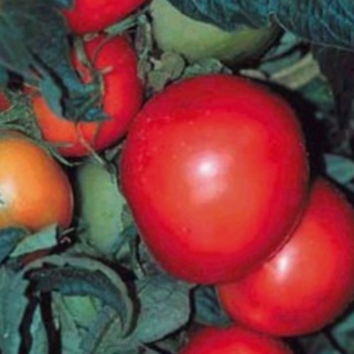 Tomato 'Rutgers'