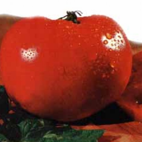Tomato 'Marglobe'