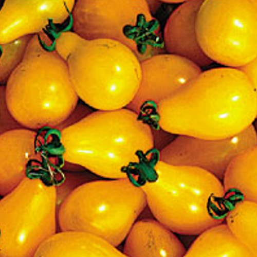 Tomato 'Yellow Pear'