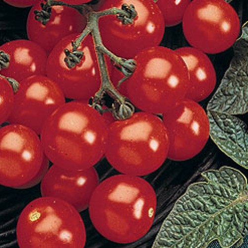 Tomato 'Husky Cherry'
