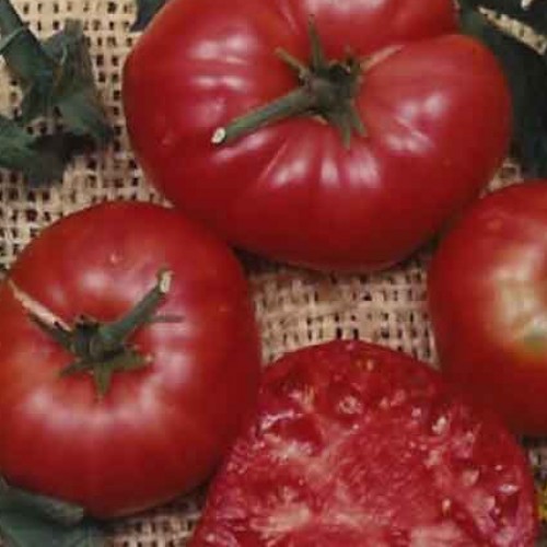 Tomato 'Brandywine'