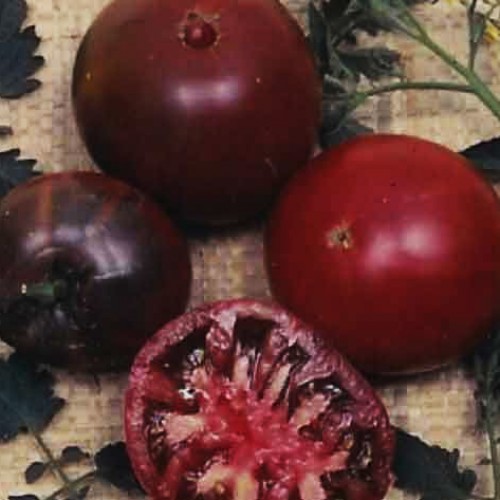 Tomato 'Black Krim'