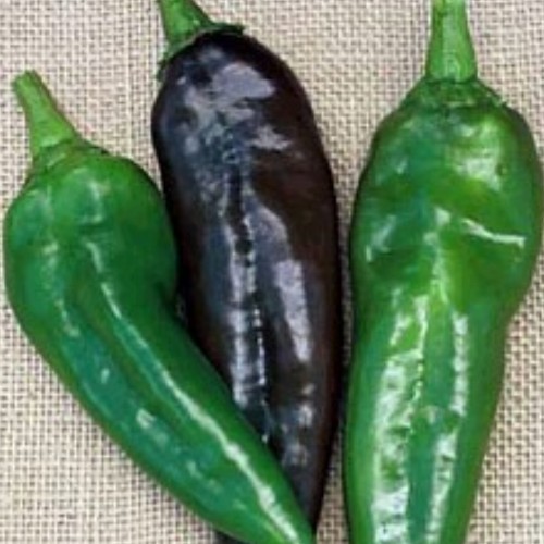 Pepper 'Anaheim'