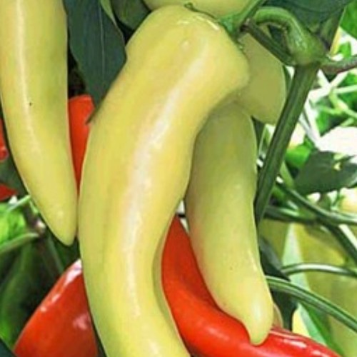 Pepper 'Hungarian Yellow Wax'