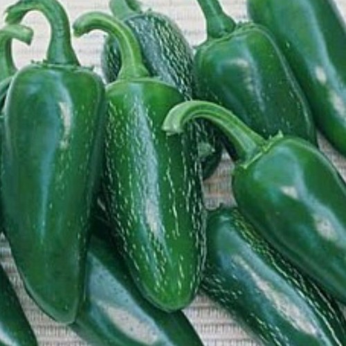 Pepper 'Jalapeno'