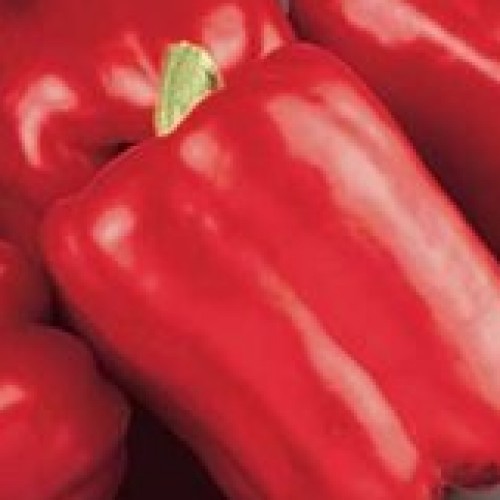 Pepper 'Red Beauty'