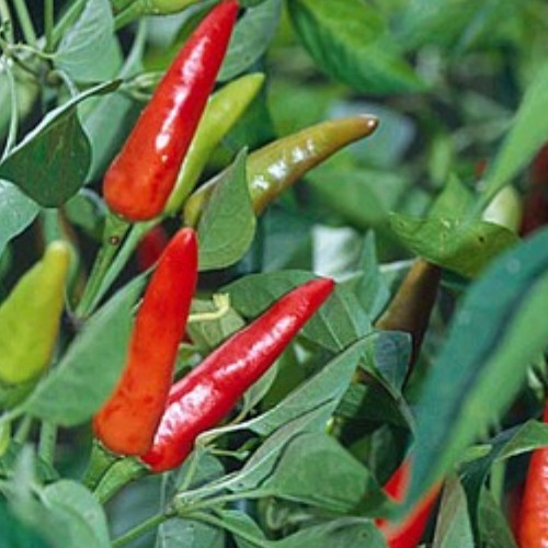 Pepper 'Super Chili'