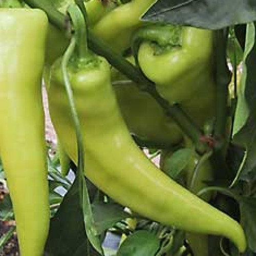 Pepper 'Sweet Banana'