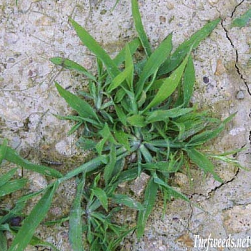 Large Crabgrass