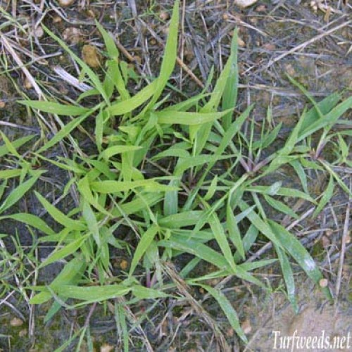 Smooth Crabgrass