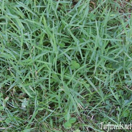 Common Bermuda Grass