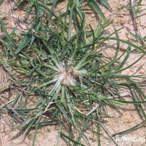 Goosegrass