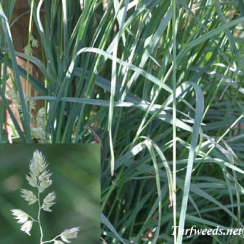 Orchardgrass