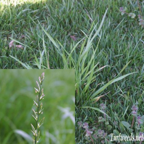 Quackgrass