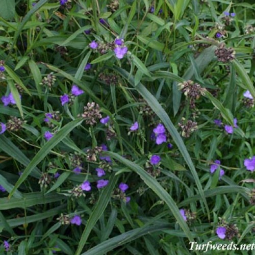 Spiderwort