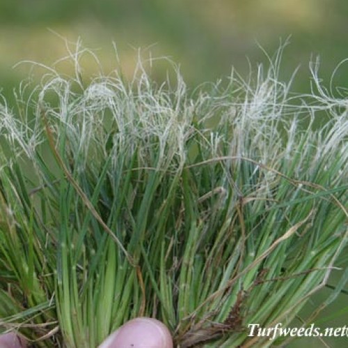 Tumble Windmill Grass