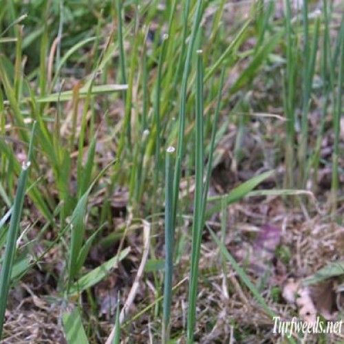 Wild Garlic