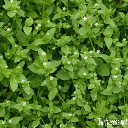 Chickweed