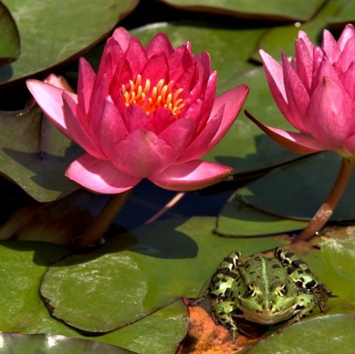 Water Lily and Frog
