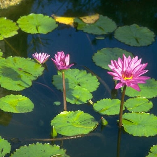 Water Lily