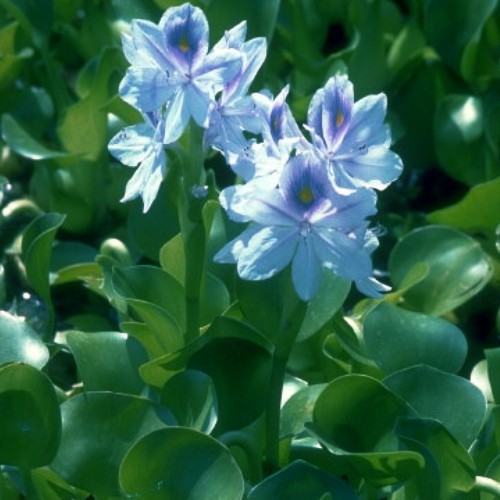 Water Hyacinths