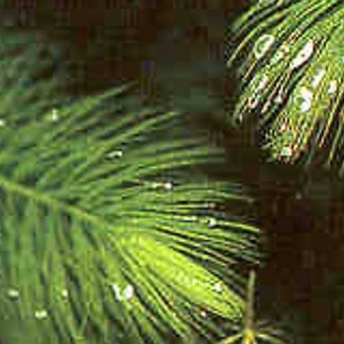 Hornwort