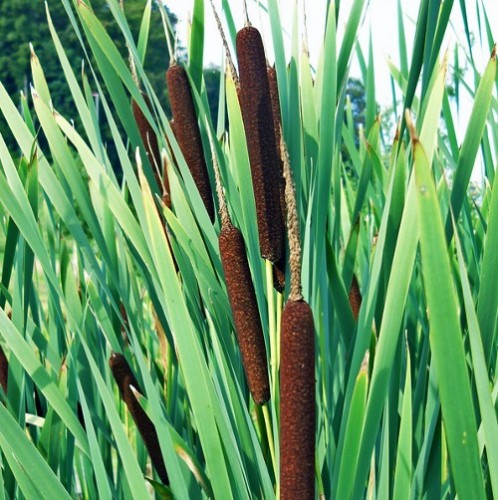 Cattails