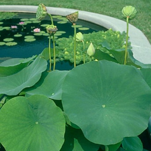 Lotus