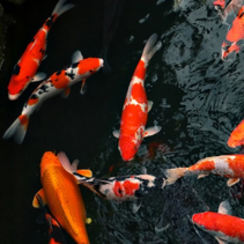 Goldfish and Koi