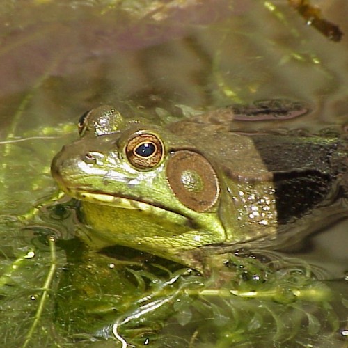 Tadpoles and Frogs