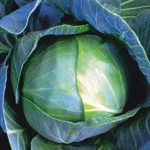 Dayton Vegetables and Fruits Garden Center| Knollwood Garden Center ...